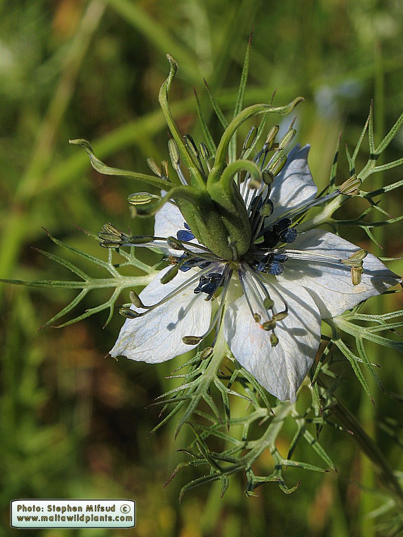 Nigella Damascena Love in a mist MaltaWildPlants The Online 